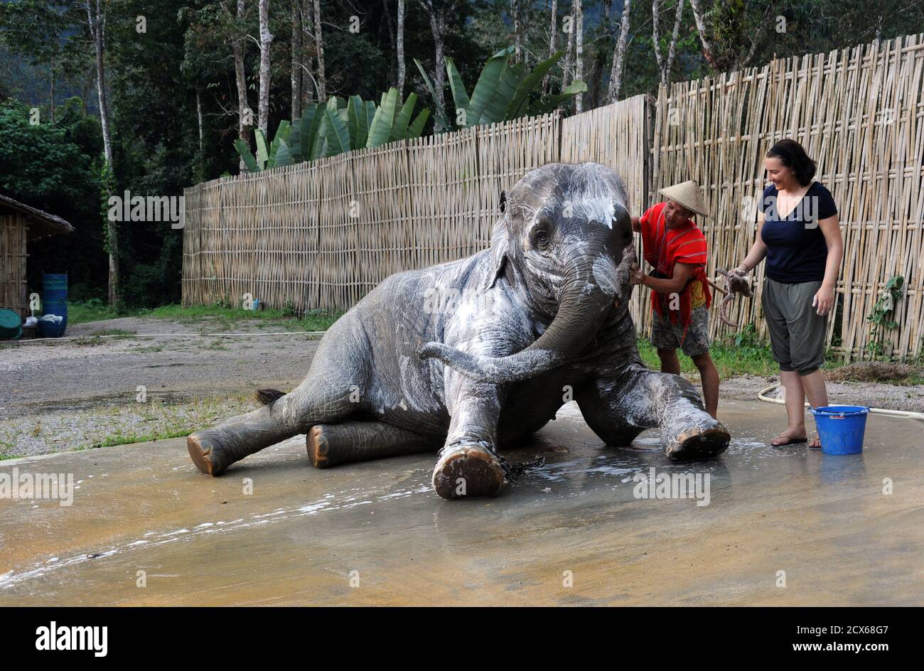 Washing an elephant at a sanctuary in Khao Sok National Park, Thailand Stock Photo