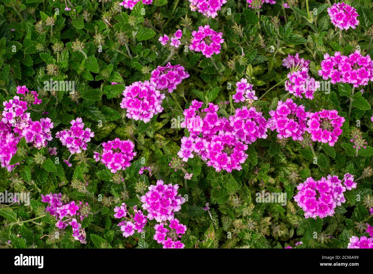 Close up full frame sunny ornamental garden view of clump rose verbena (verbena canadensis) flowers in full bloom Stock Photo