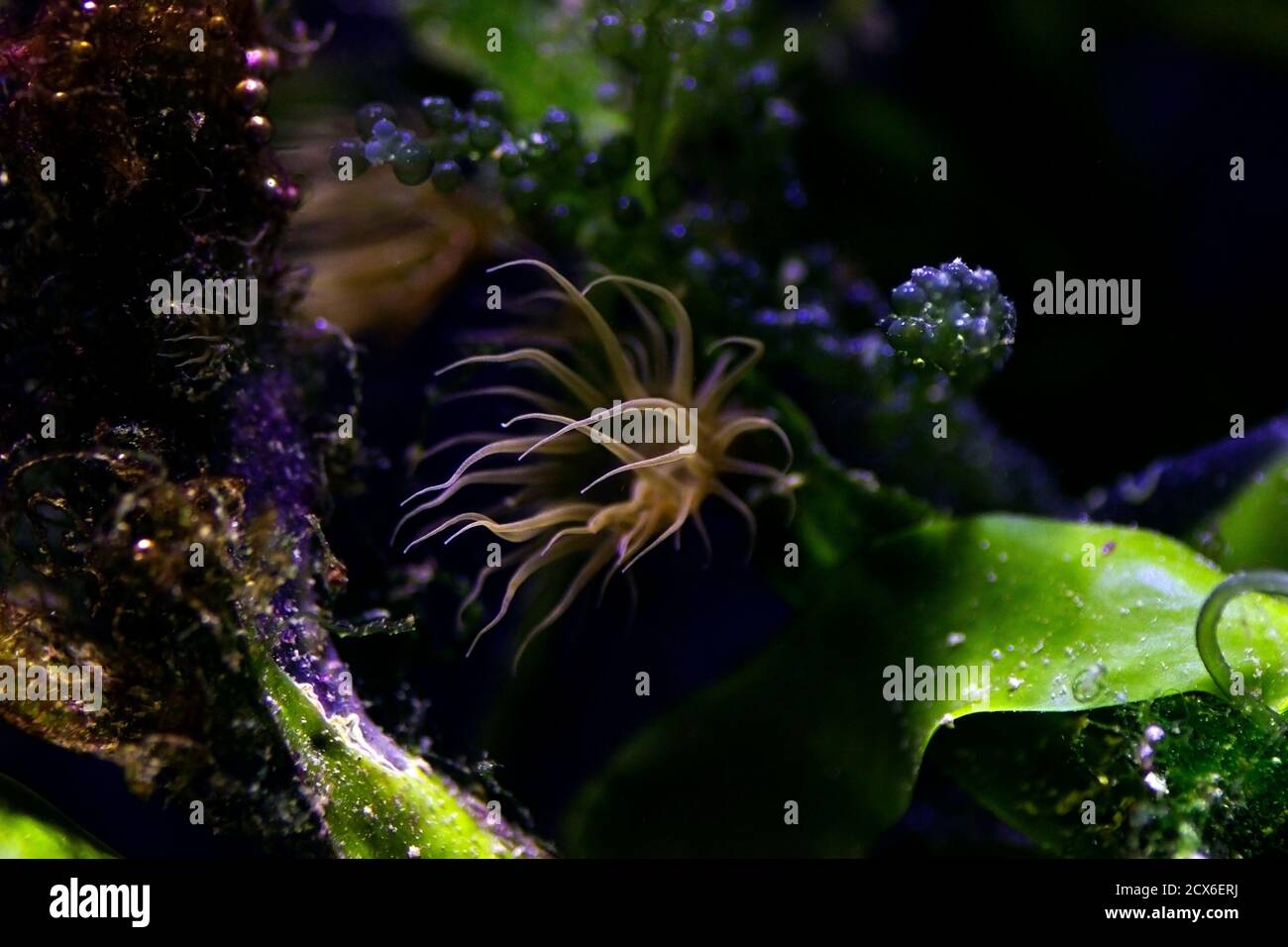 Aiptasia - small anemone and one of the common pests in saltwater reef aquariums Stock Photo