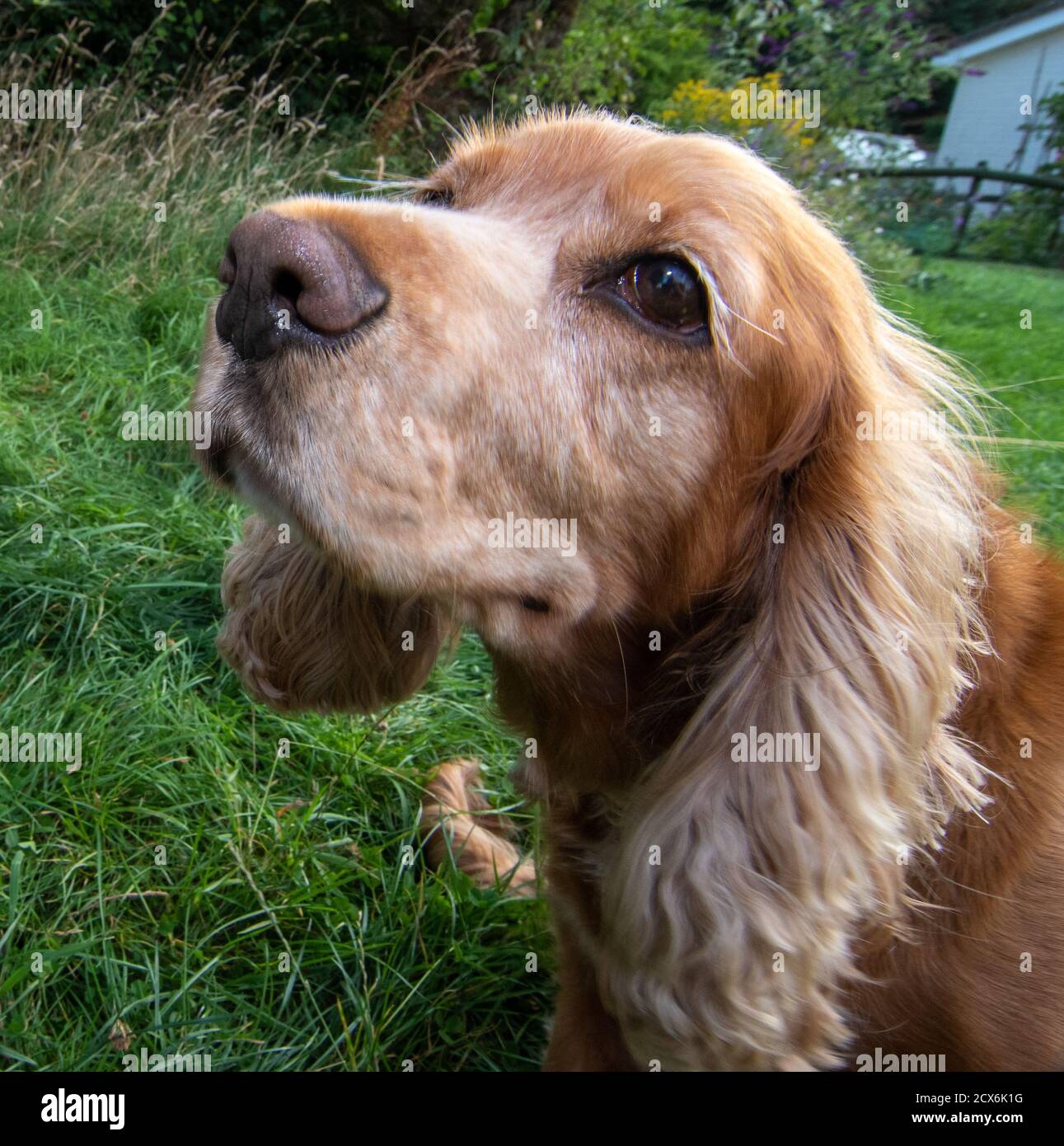 Sprocker Stock Photo