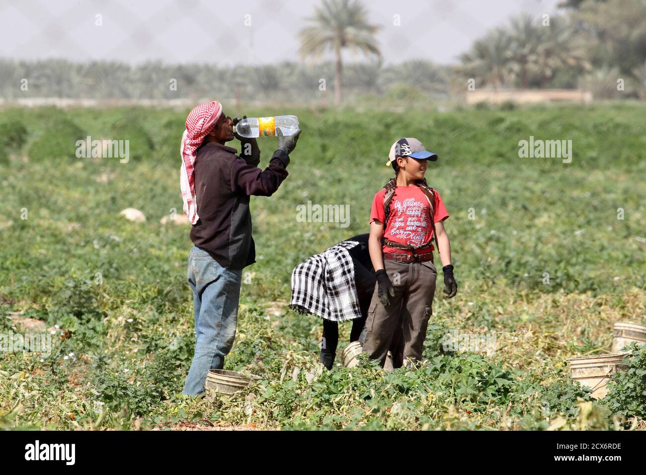 innovation civilisation henvise Syrian workers living in Jordan work on a tomato farm in Shouneh March 7,  2014. The Middle East's driest winter in several decades could pose a  threat to global food prices, with
