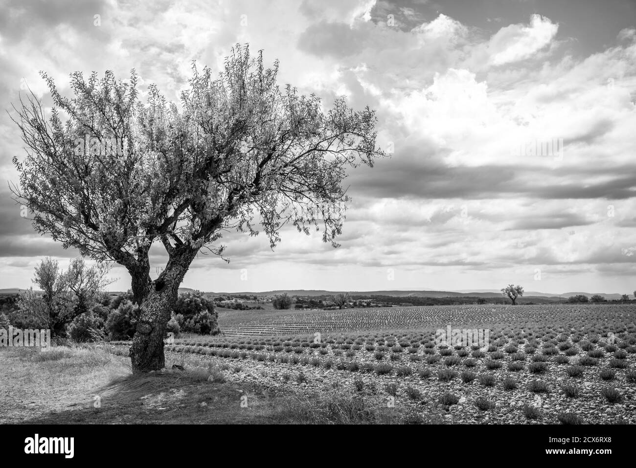 Valensole Lavender Stock Photo