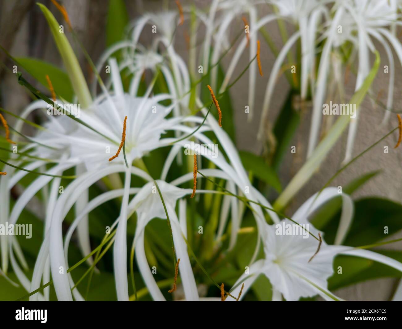 Closeup of stamens of spider lilies flowers Stock Photo