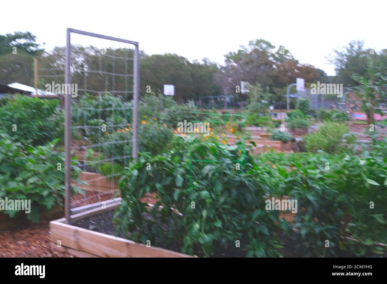 One New Urban Garden and a 2nd in Full Bloom, Providing Fresh Vegetables and a Follow-on Crop in the Future. Stock Photo