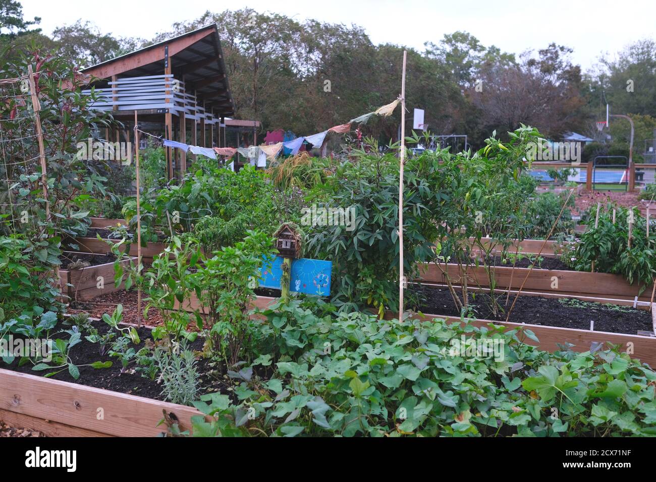 One New Urban Garden and a 2nd in Full Bloom, Providing Fresh Vegetables and a Follow-on Crop in the Future. Stock Photo