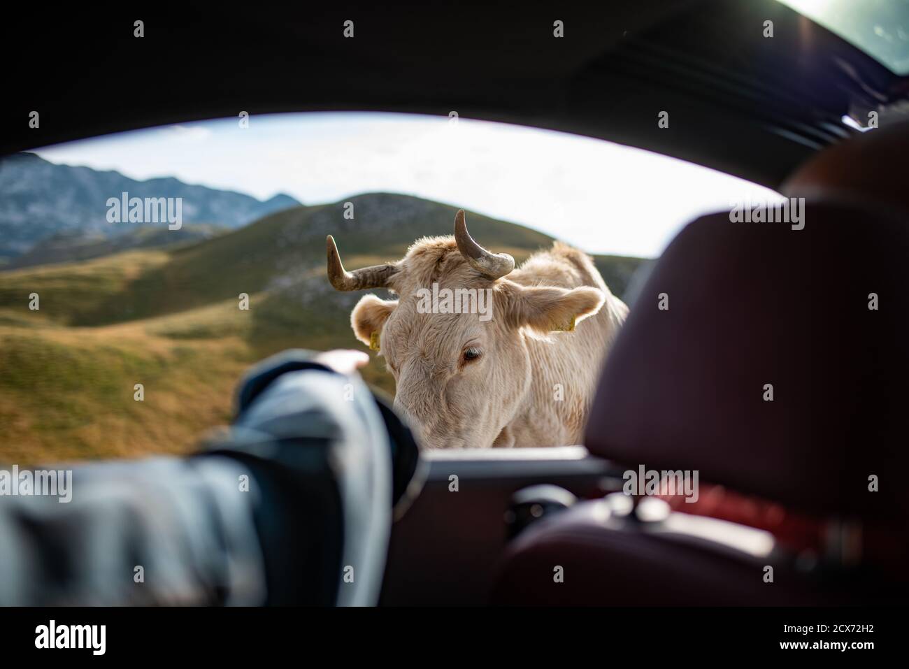 Petting white cow from the car window. Lonely white cow by the serpentine road on top of Durmitor mountain in Montenegro. Lovely cow with cute white eyelashes. Stock Photo