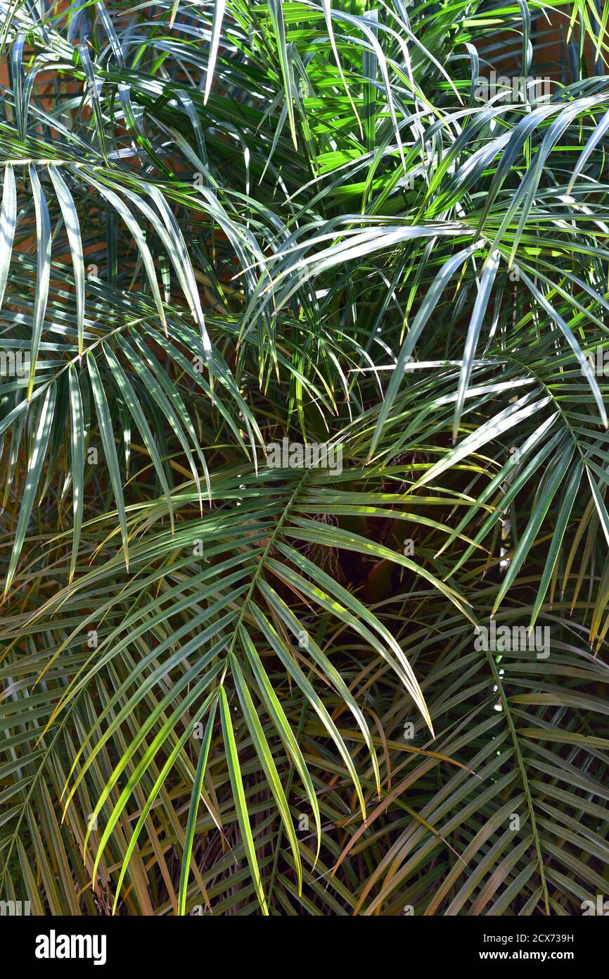 Dense palm branches with narrow spear leaves with yellowing points. Stock Photo