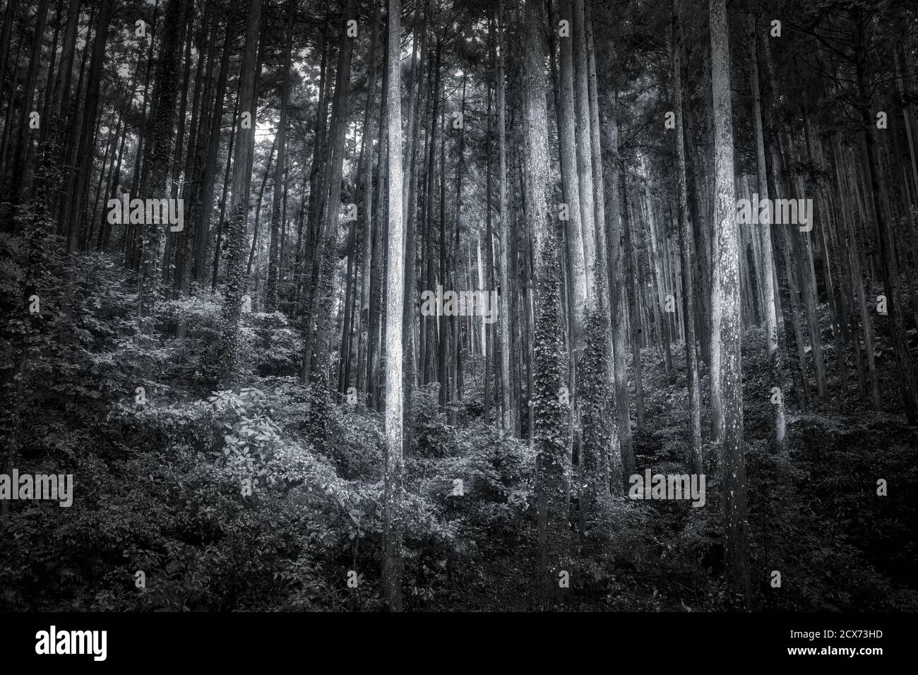 The tall trees of a forest near Odawara, Japan. Stock Photo