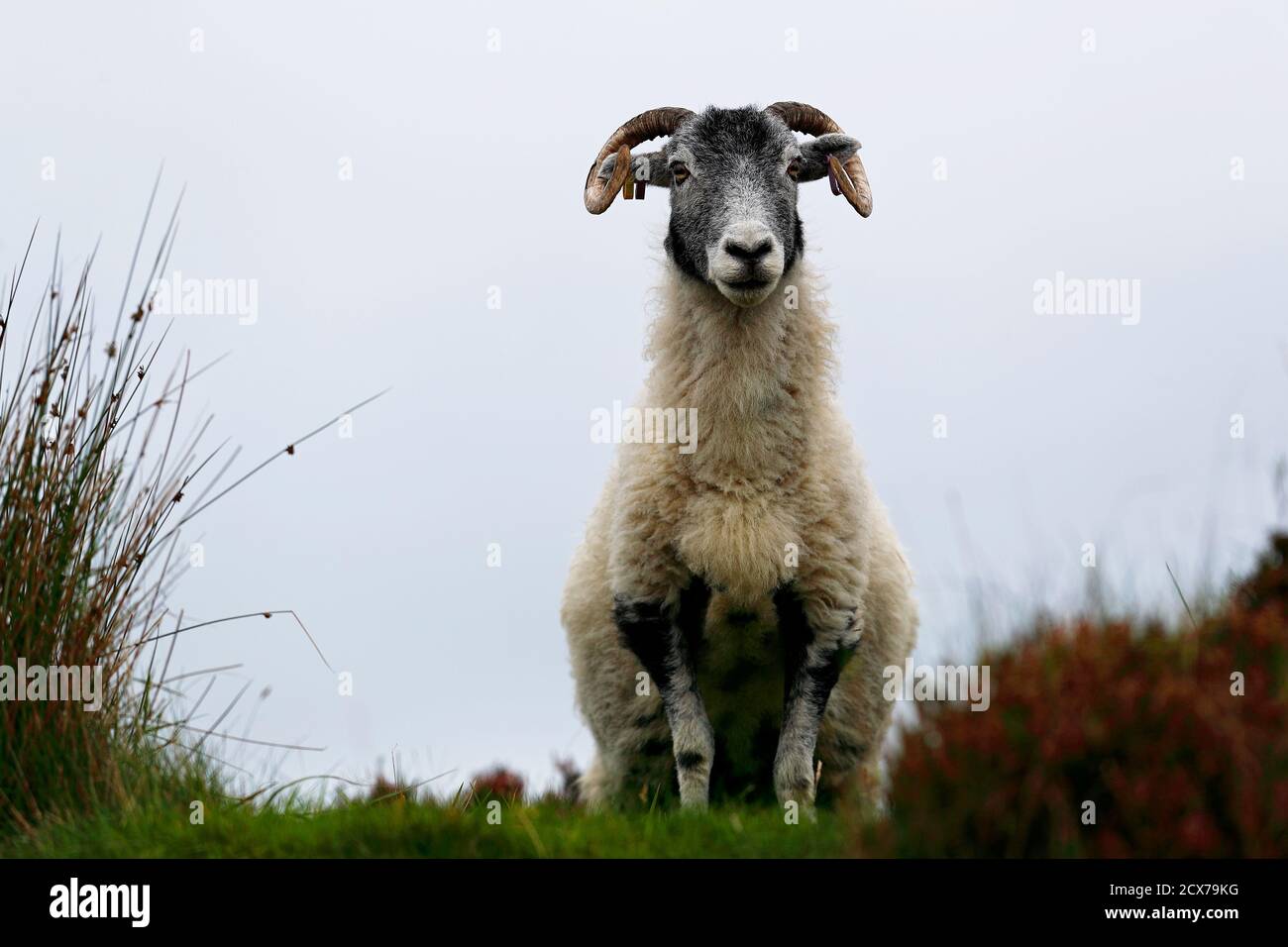 Black Faced Sheep out on the moorlands of the Nidderdale area of North Yorkshire Stock Photo