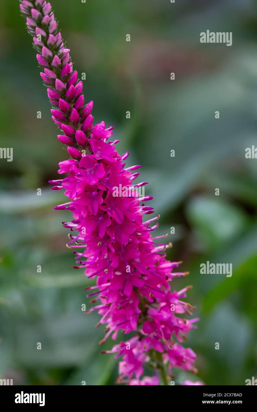 Macro view of a beautiful deep pink veronica spicata (spike speedwell) flower stalk blooming in a sunny ornamental garden Stock Photo