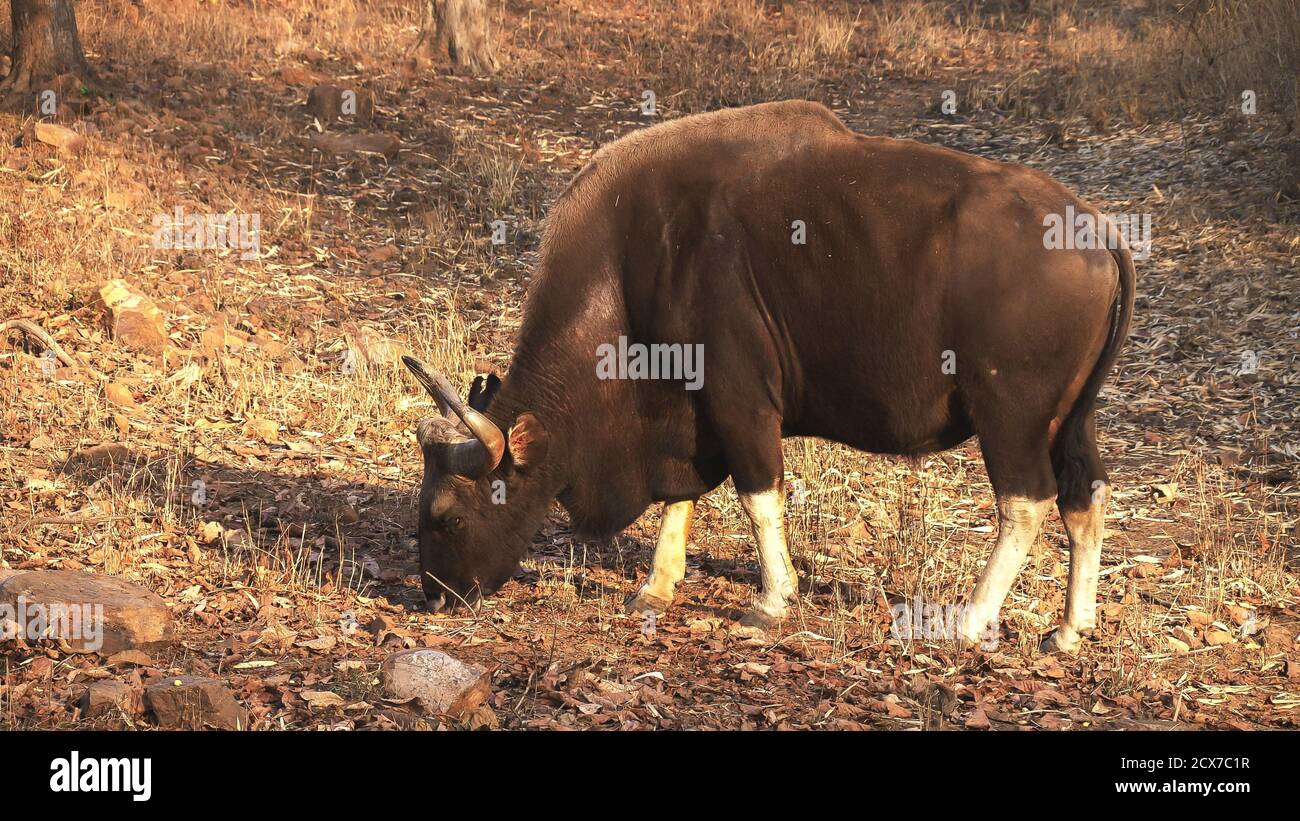 a sunny morning shot of a bull gaur grazing at tadoba andhari tiger reserve in India Stock Photo