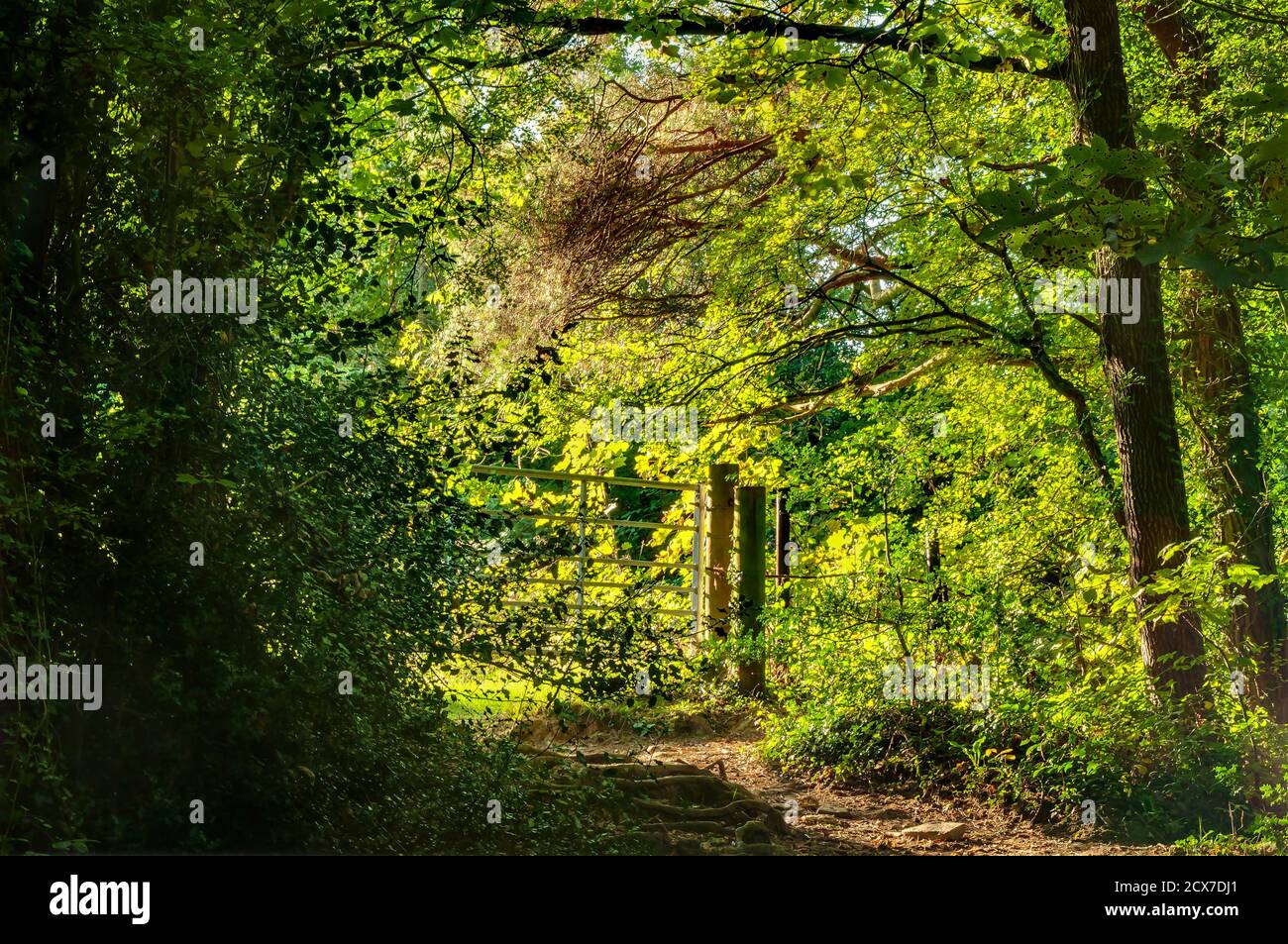 Bright sunshine and a farm gate on a summer evening in Ryecroft Glen