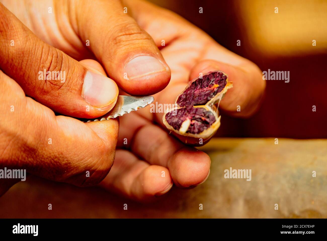 Yumbos Chocolate, Mindo, Ecuador, Dec 7, 2017 Man cuts open a dried