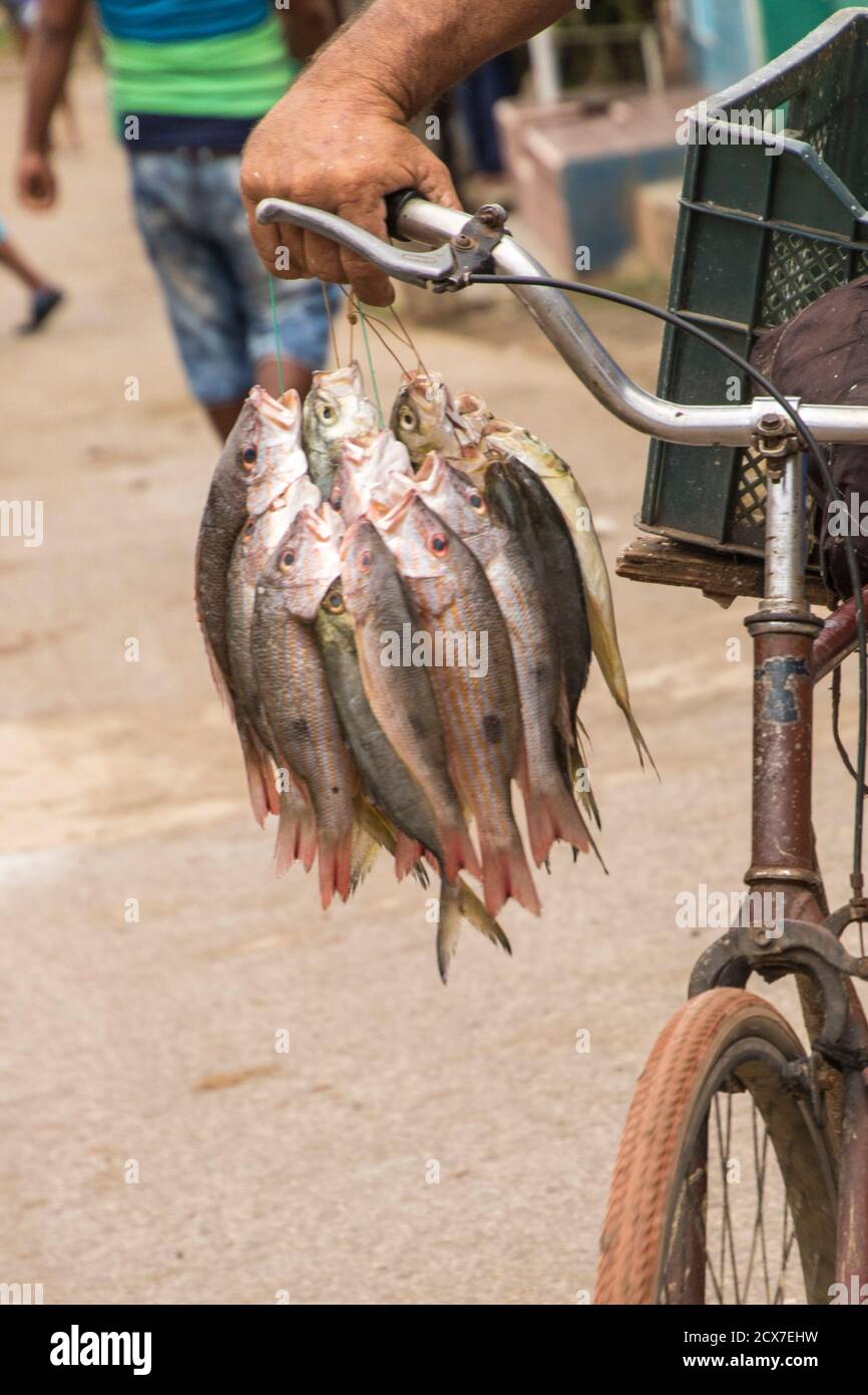 Fish on a bicycle hi-res stock photography and images - Alamy