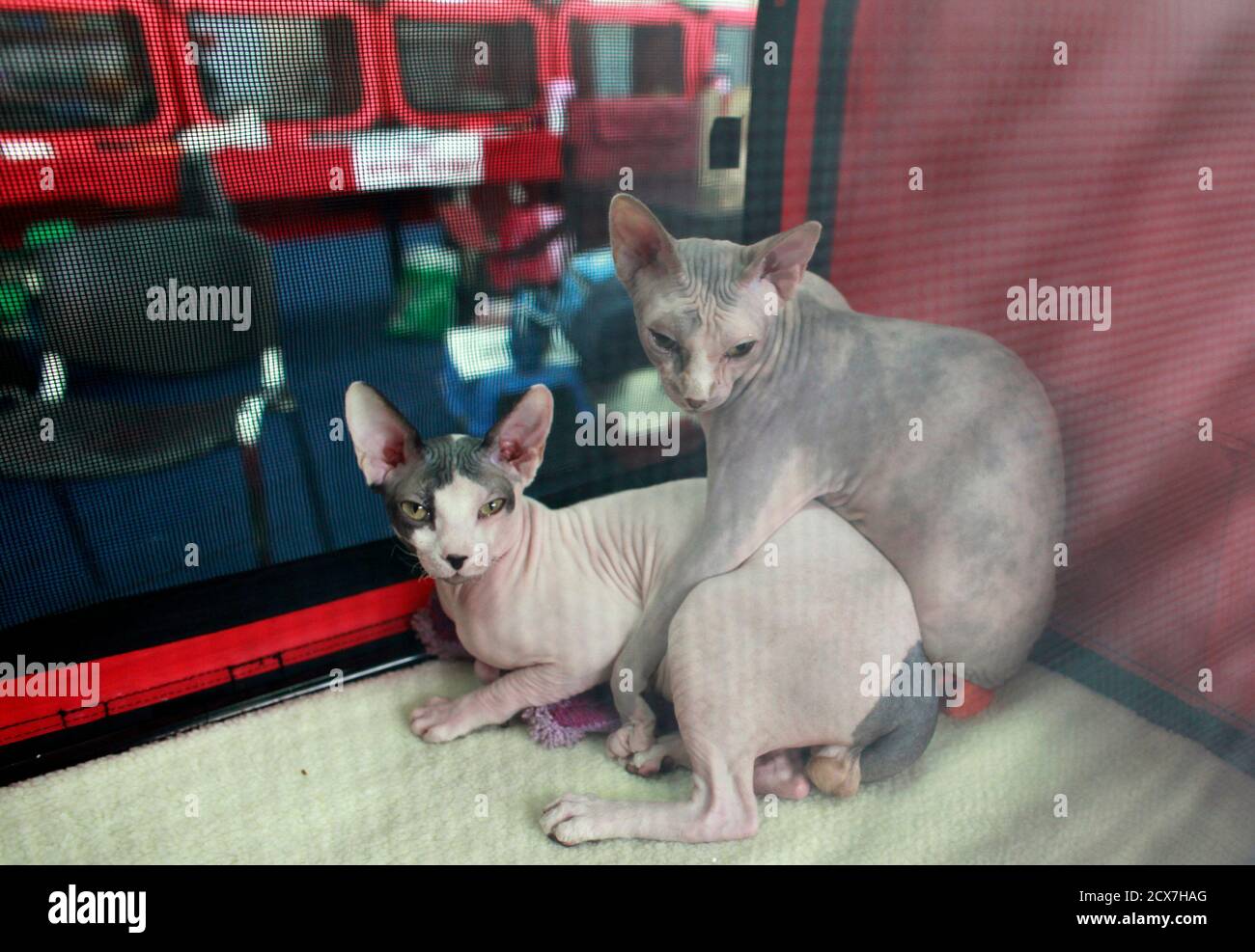 jeweled sphynx pet place