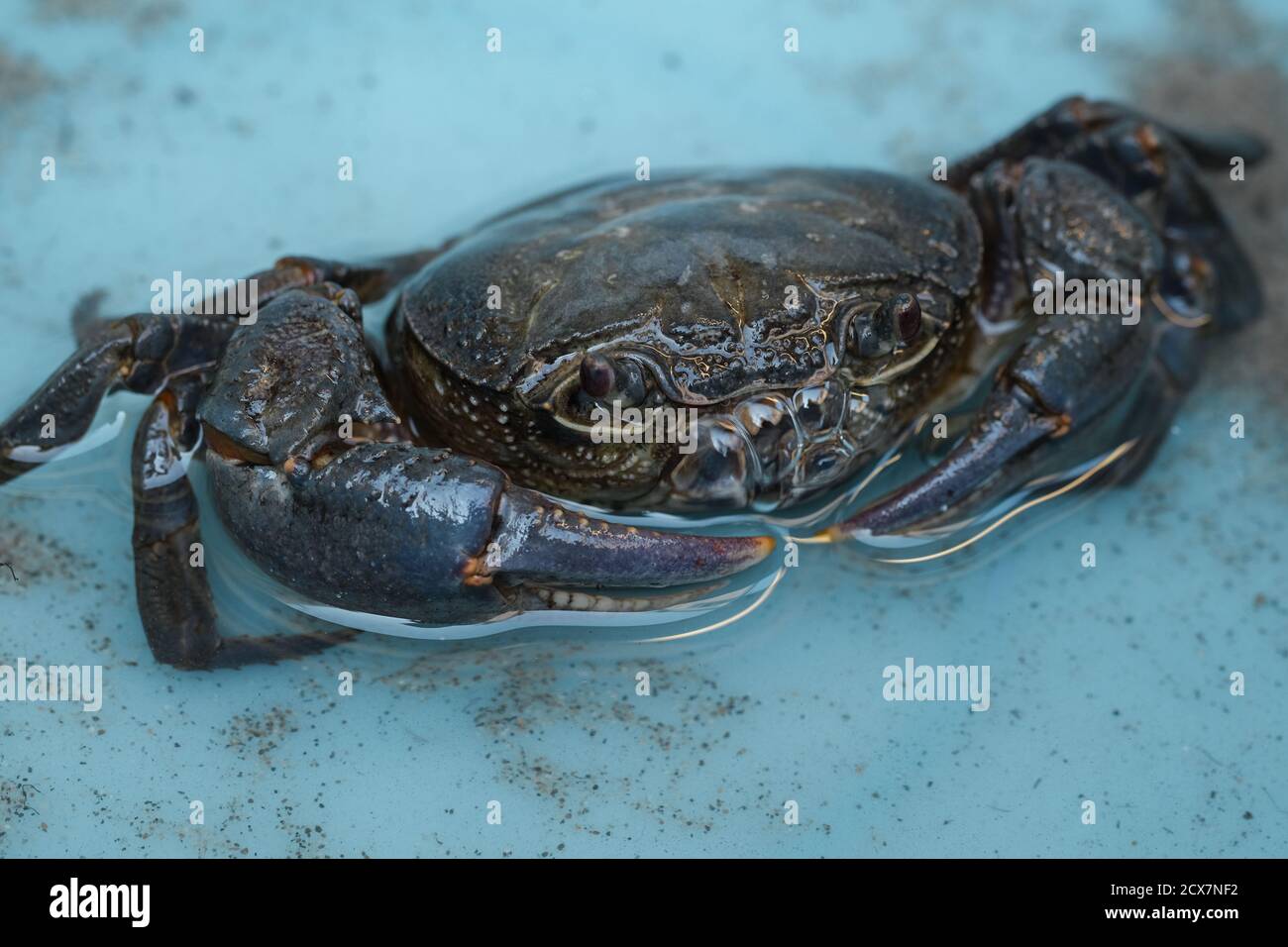 Wild marine crab detailed close up while making water bubbles,sea animal species Stock Photo