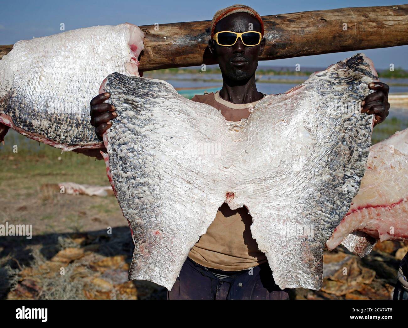 Page 2 Nile Perch High Resolution Stock Photography And Images Alamy