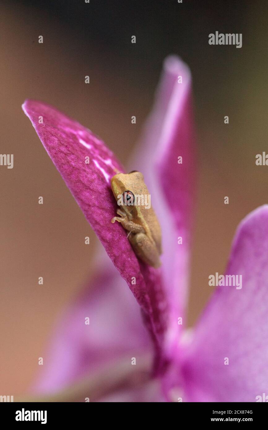 Green Baby pine woods tree frog Dryphophytes femoralis perched on an orchid flower in Naples, Florida. Stock Photo