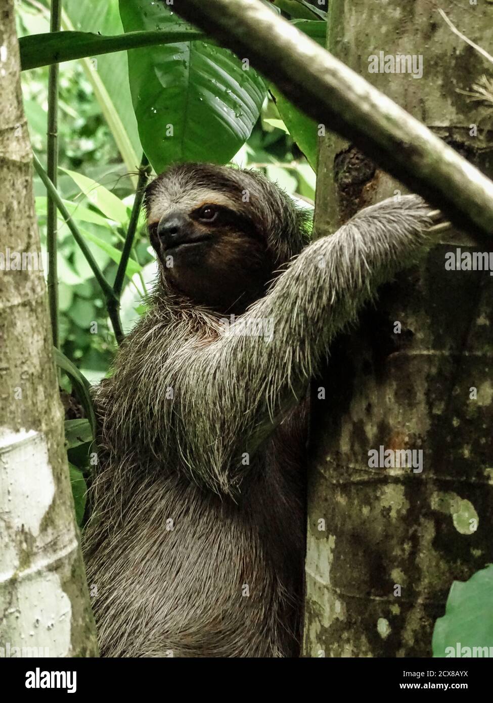 Three-toed sloth climbing up the tree at Panama’s Isla Bastimentos. Stock Photo