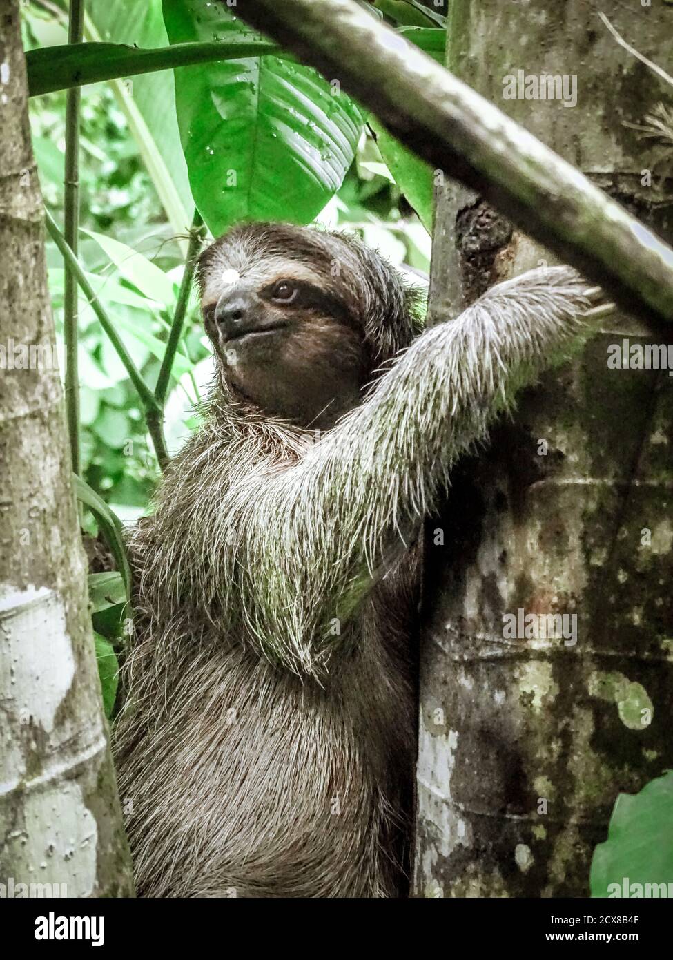 Three-toed sloth climbing up the tree at Panama’s Isla Bastimentos. Stock Photo