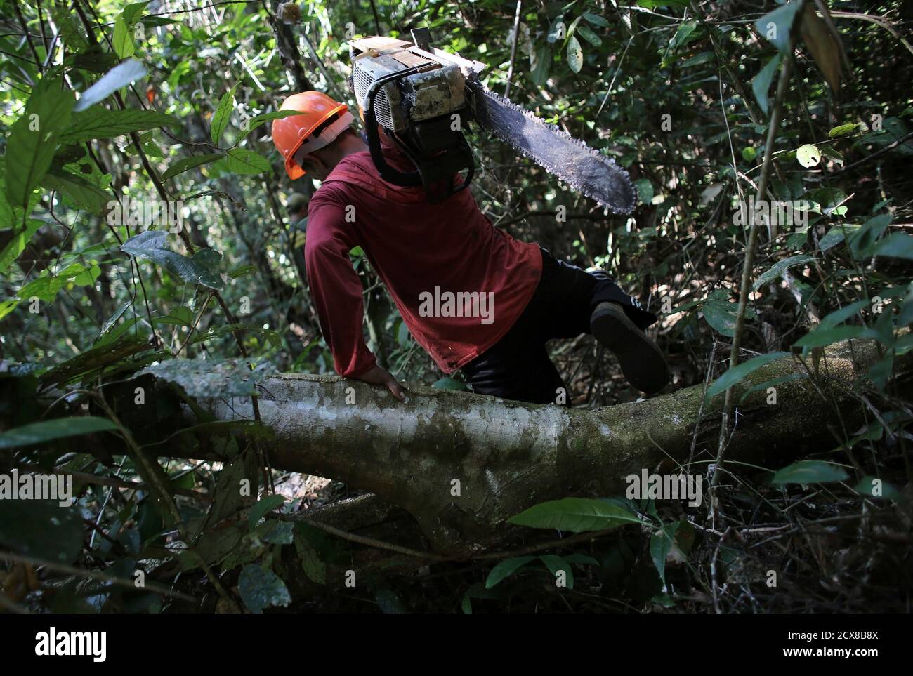 Cutting down amazon rainforest hires stock photography and images Alamy
