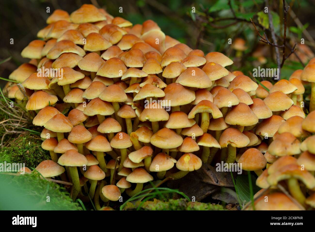 Cluster of Hypholoma fasciculare Stock Photo - Alamy