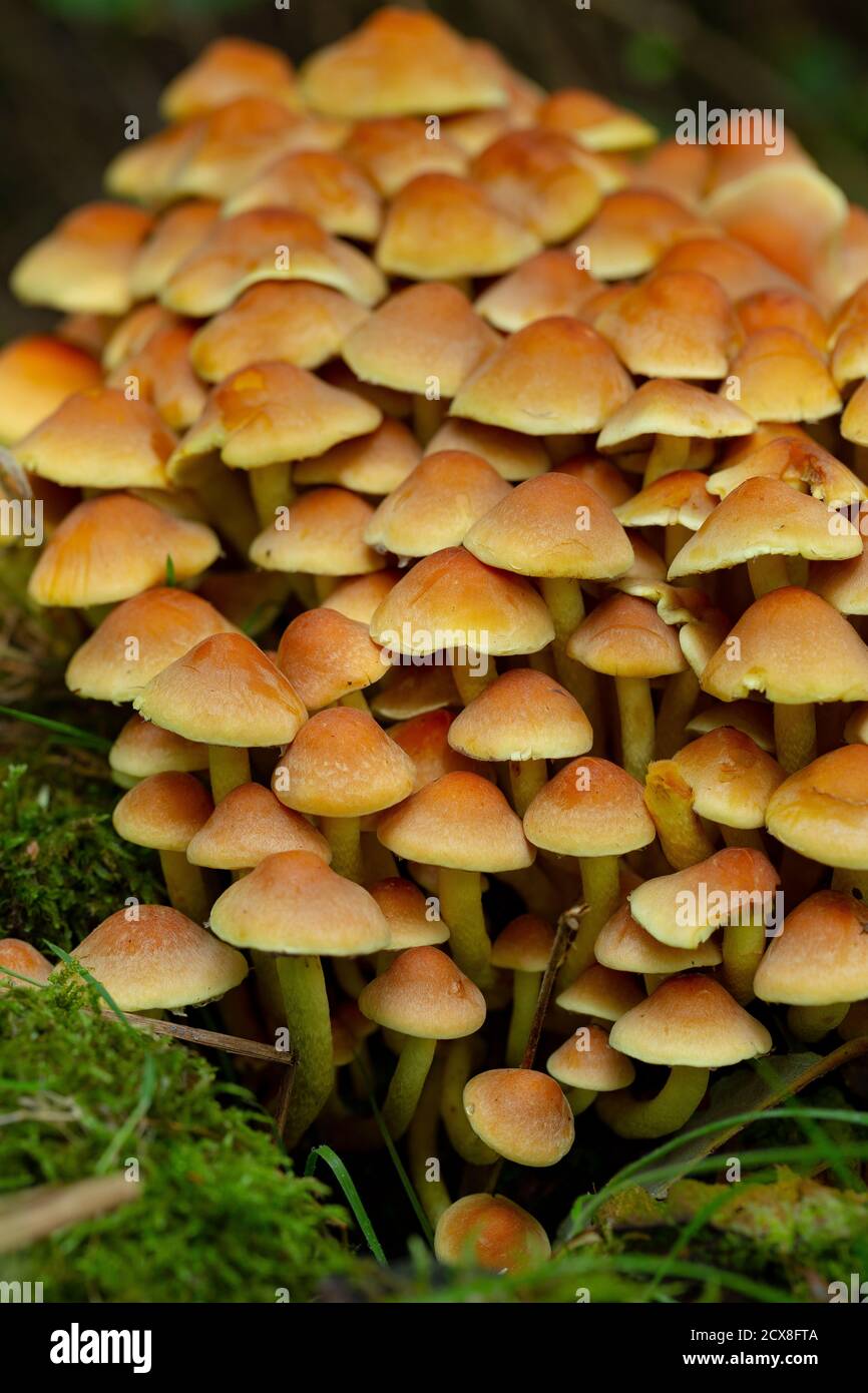 Cluster of Hypholoma fasciculare Stock Photo - Alamy