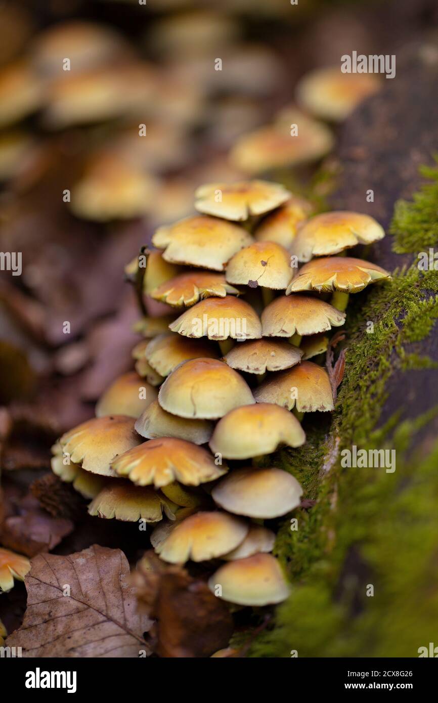 Cluster of Hypholoma fasciculare with cracked caps Stock Photo