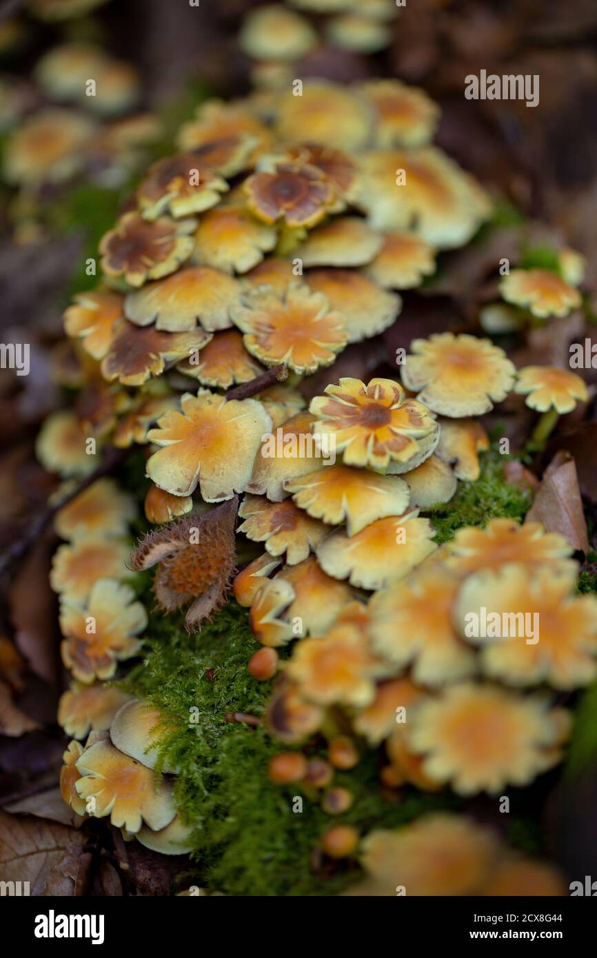 Cluster of Hypholoma fasciculare with cracked caps Stock Photo