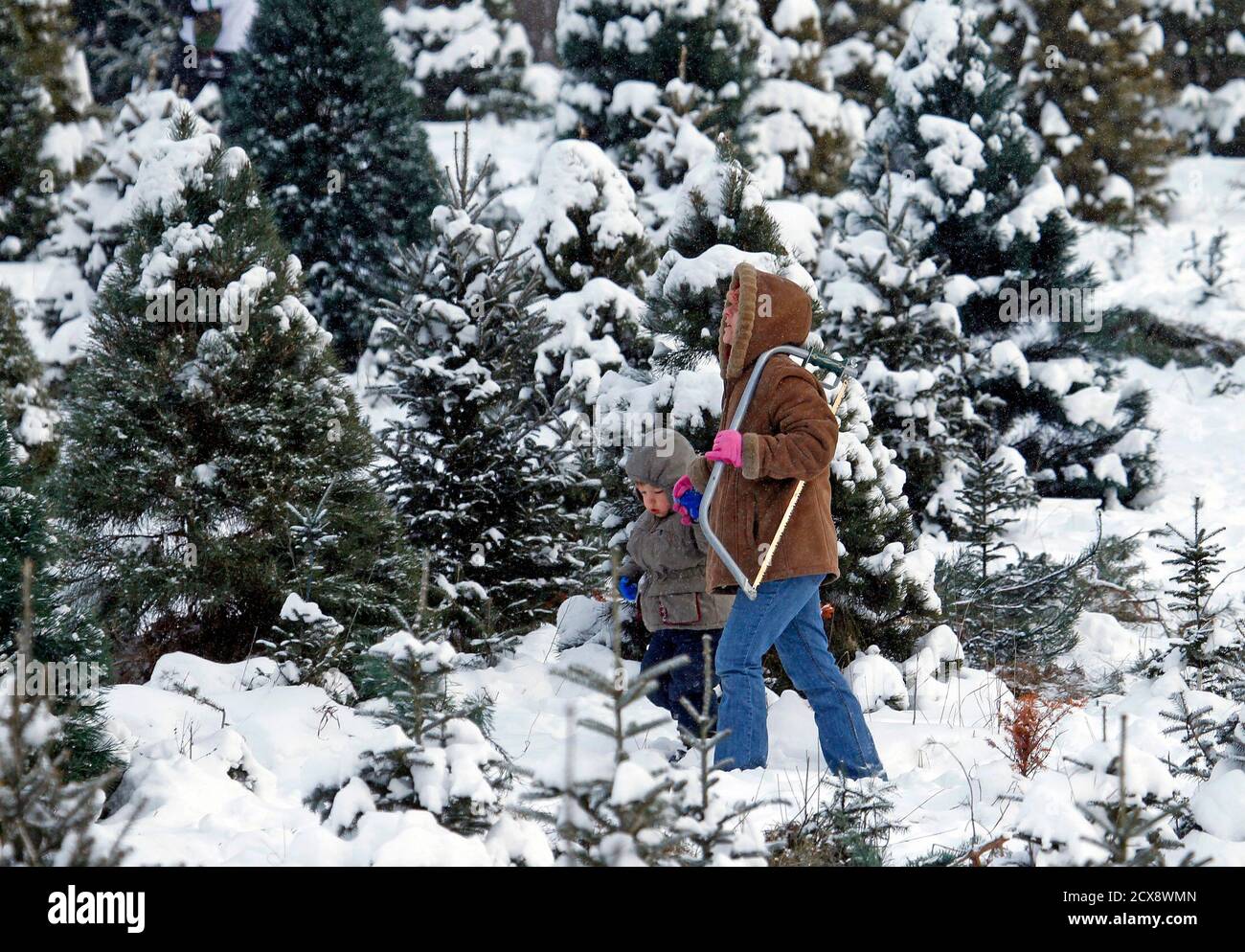 A Woman Carries A Bow Saw As She Walks With A Child Looking For A Christmas Tree To Cut At The Rum River Tree Farm In Anoka Minnesota December 8 2013 A