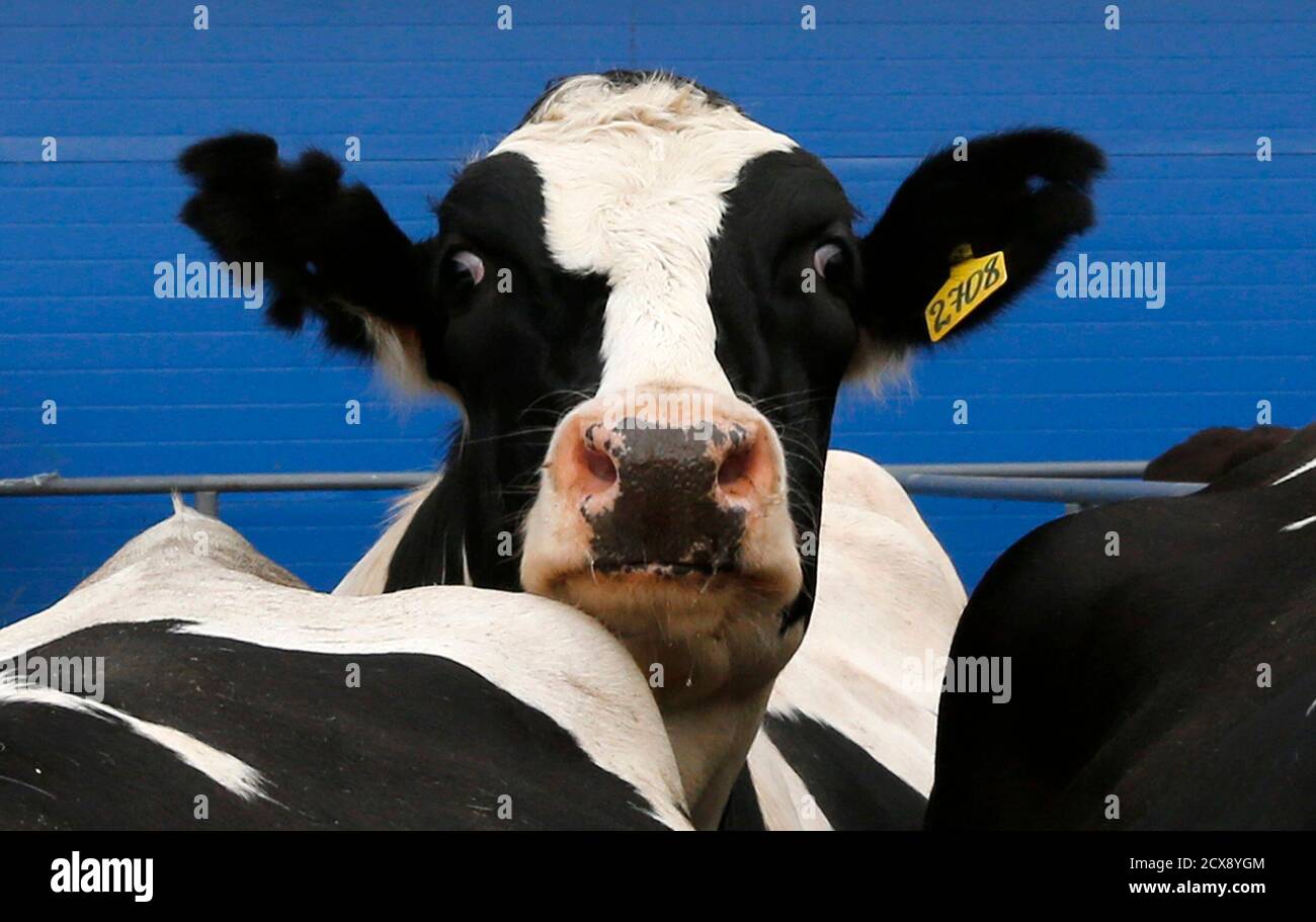 A cow looks on at a new dairy farm containing 800 animals on the day of its opening in the village of Petrovskoye in Leningrad region, some 90 km (56 miles) north A cow looks on at a new dairy farm containing 800 animals on the day of its opening in the village of Petrovskoye in Leningrad region, some 90 km (56 miles) north