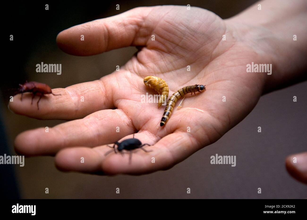 Various stages of beetles crawl around on the palm of a hand at an insect farm in Ermelo January 12, 2011.  Insects are already bred as food for birds, lizards and monkeys at the Callis family's farm near the university, and now the owners see a chance to sell bugs for human consumption.  All you need to do to save the rainforest, improve your diet, better your health, cut global carbon emissions and slash your food budget is eat bugs.  Mealworm quiche, grasshopper springrolls and cuisine made from other creepy crawlies is the answer to the global food crisis, shrinking land and water resource Stock Photo