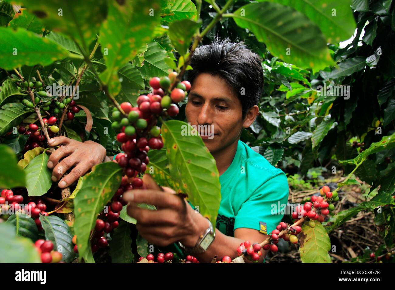 Specialty coffee association of america hires stock photography and