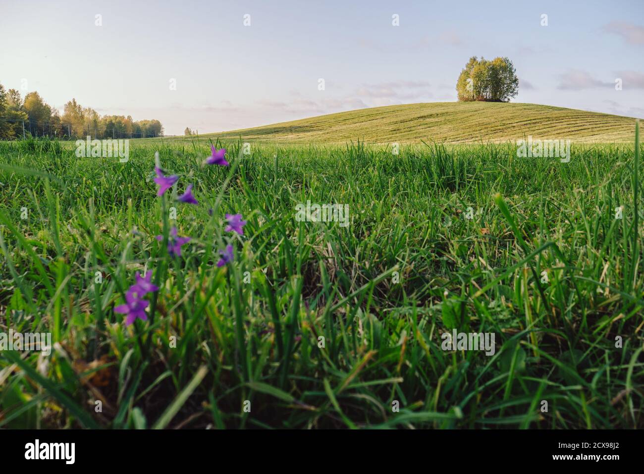 Tall grass field night hi-res stock photography and images - Alamy