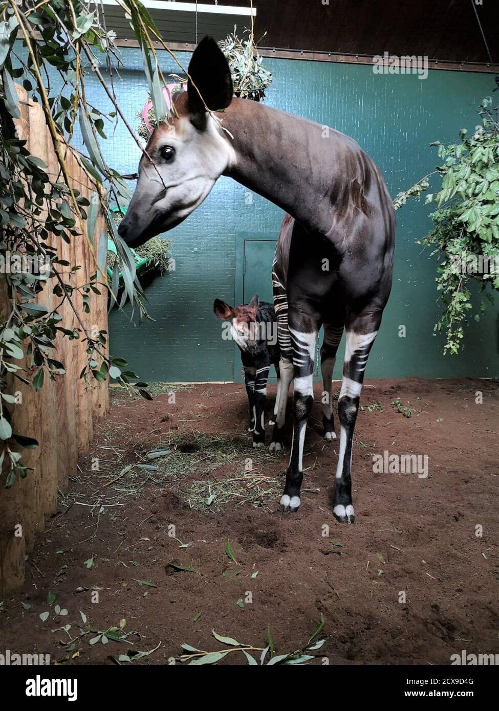 Stars and stripes   Star of ITV’s London Zoo: An Extraordinary Year gives birth ahead of Episode 2       Oni the okapi, who featured in the first episode of last week’s ITV documentary, London Zoo: An Extraordinary Year - has delighted zookeepers at the iconic zoo by giving birth to a healthy baby girl.      The second-time mum, whose lockdown pregnancy took centre stage in Thursday’s episode, went into labour late on Sunday 20 September before giving birth to the adorable calf – given the name ‘Ede’ by zookeepers – the following morning. Stock Photo