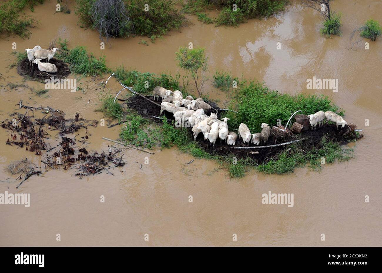 Flood-affected livestock gather on a patch of high ground near the town of  Moree, about 610 km (379 miles) north of Sydney February 3, 2012. Thousands  of Australians were cut off by