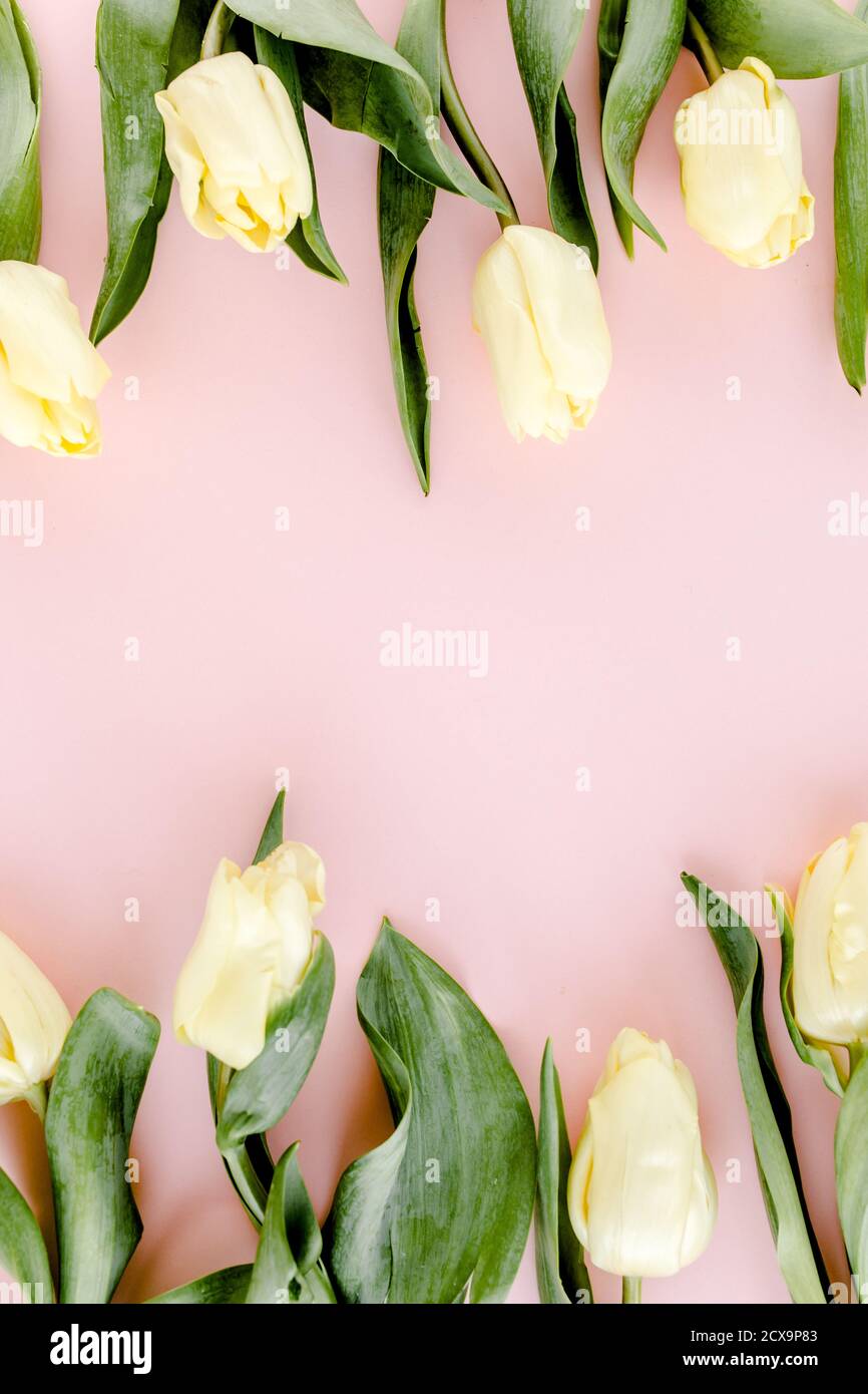 Pastel and yellow tulip flowers bouquet on pink background. Flat lay ...