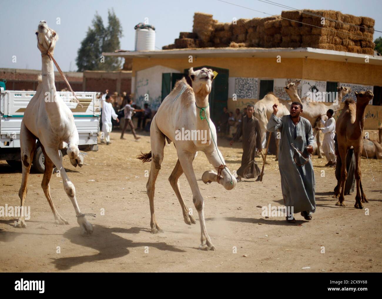 Page 3 Camel Meat High Resolution Stock Photography And Images Alamy