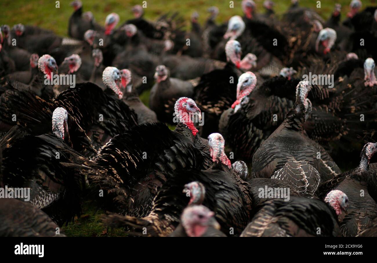 Kelly bronze turkey hires stock photography and images Alamy