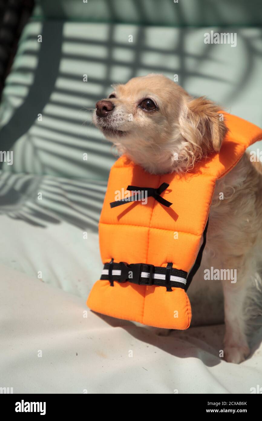 Chihuahua Life Vest Online Sale, UP TO 61% OFF