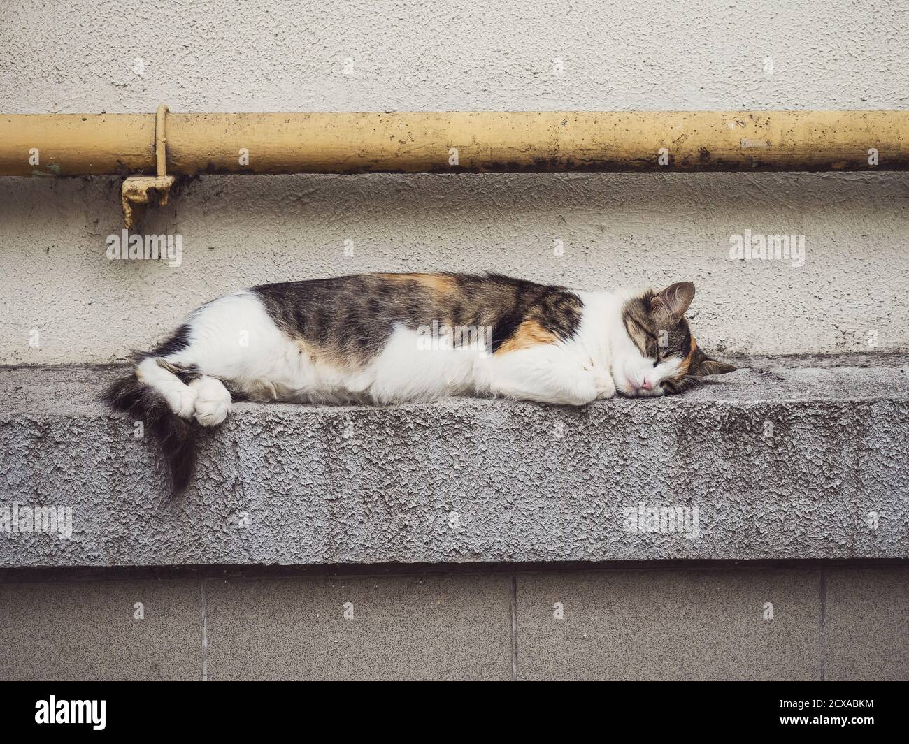 Beautiful domestic cat is sleeping sweetly on the street Stock Photo
