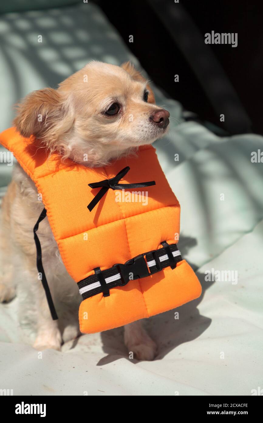Cute Chihuahua dog in a Halloween costume nautical orange life vest in  Florida Stock Photo - Alamy