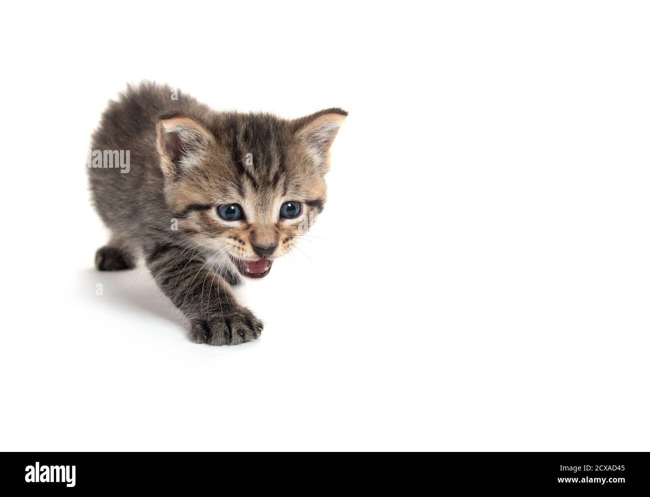 cute baby tabby kitten isolated on white background and crying Stock Photo