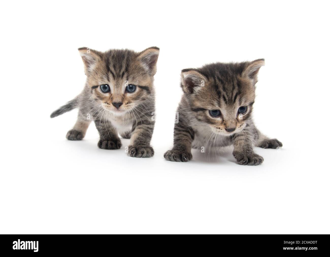 Two cute baby tabby kittens isolated on white background Stock Photo