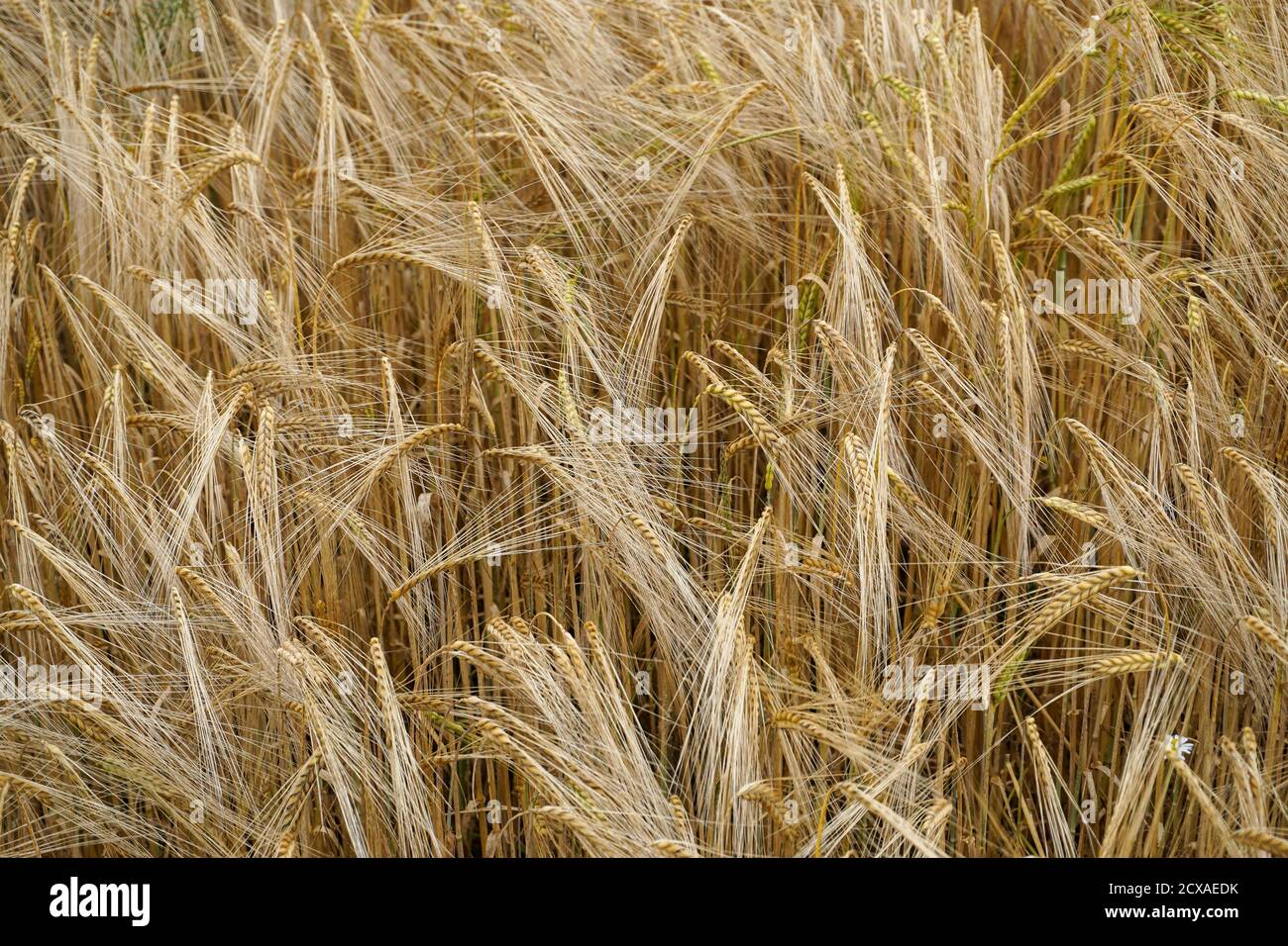 Field of golden grain in the Summer Stock Photo - Alamy
