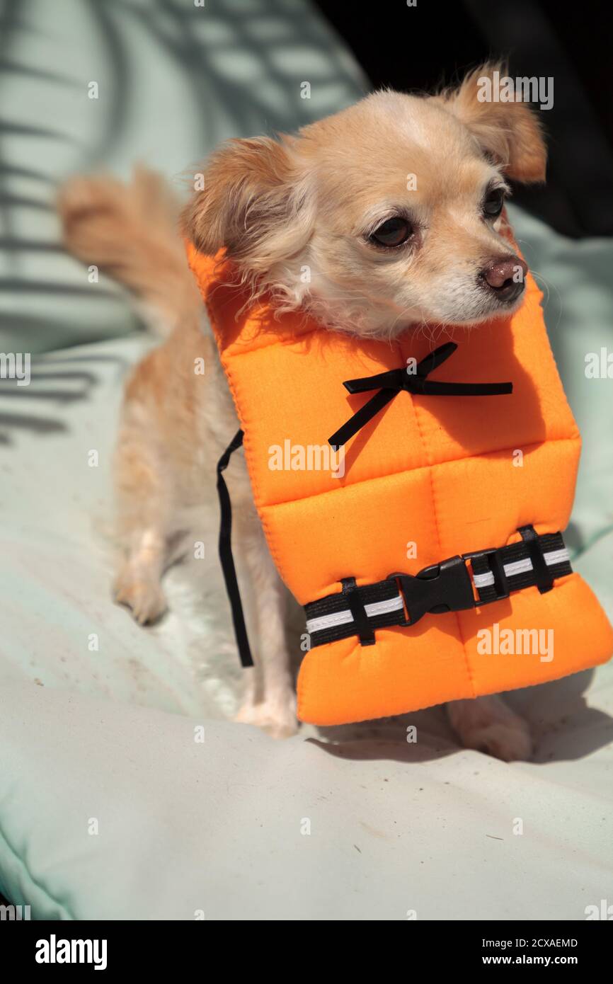 Cute Chihuahua dog in a Halloween costume nautical orange life vest in