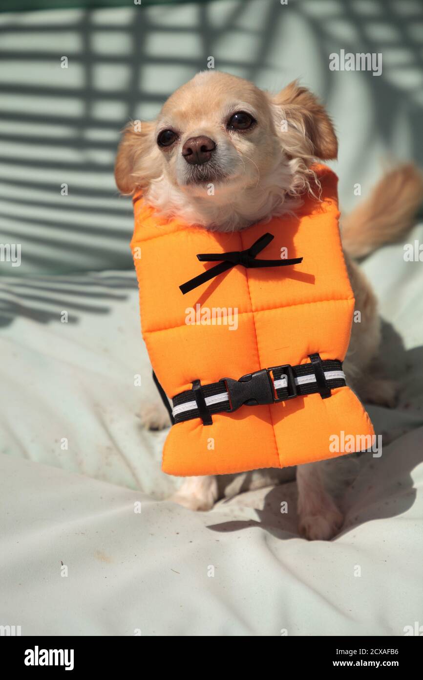 Cute Chihuahua dog in a Halloween costume nautical orange life