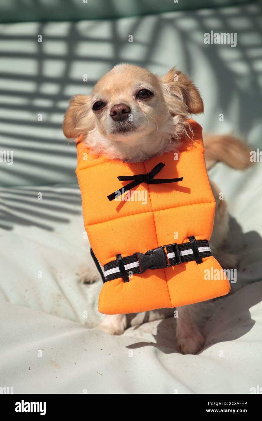 chihuahua in life jacket