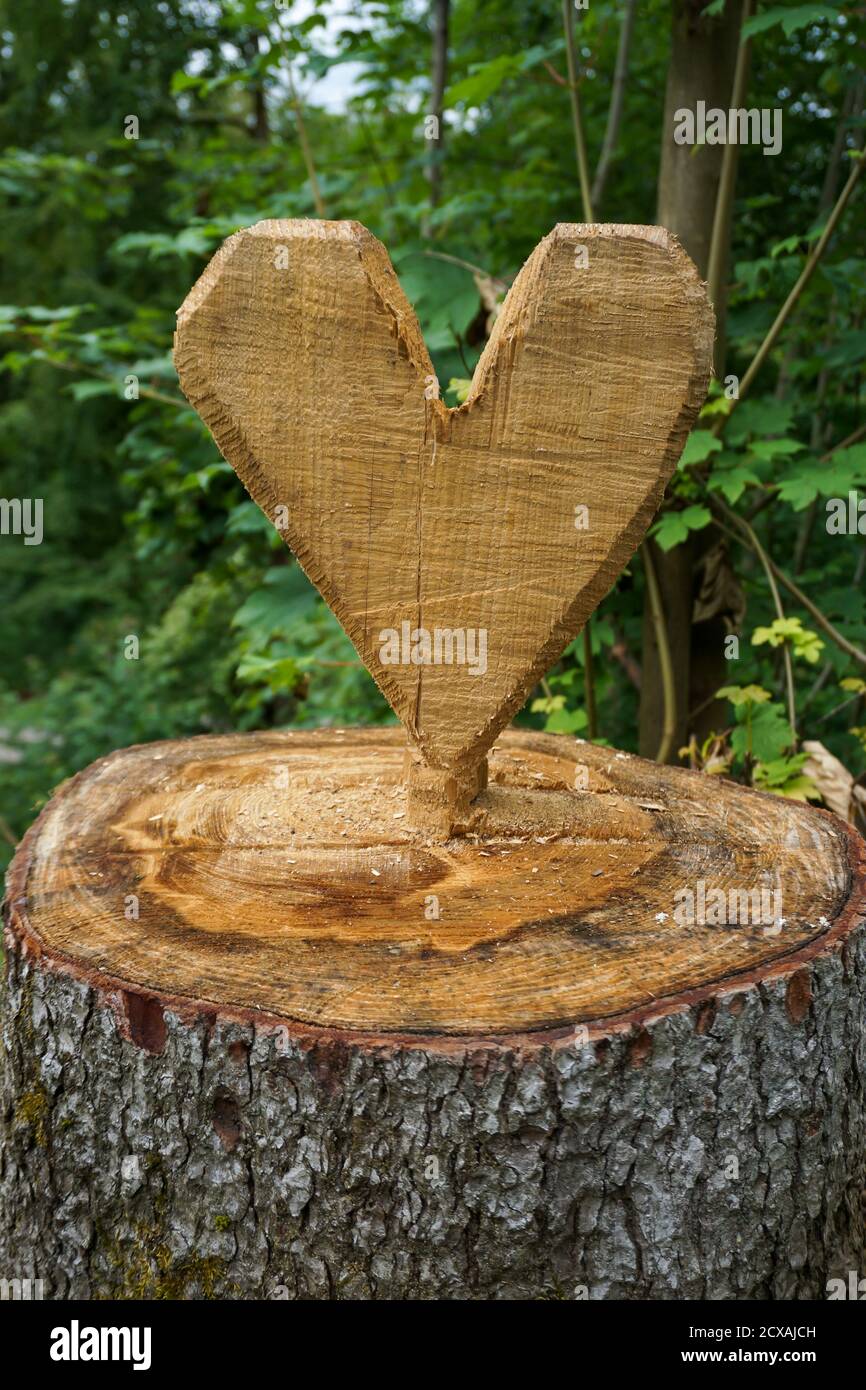 Heart carved into a tree stump in a forest Stock Photo