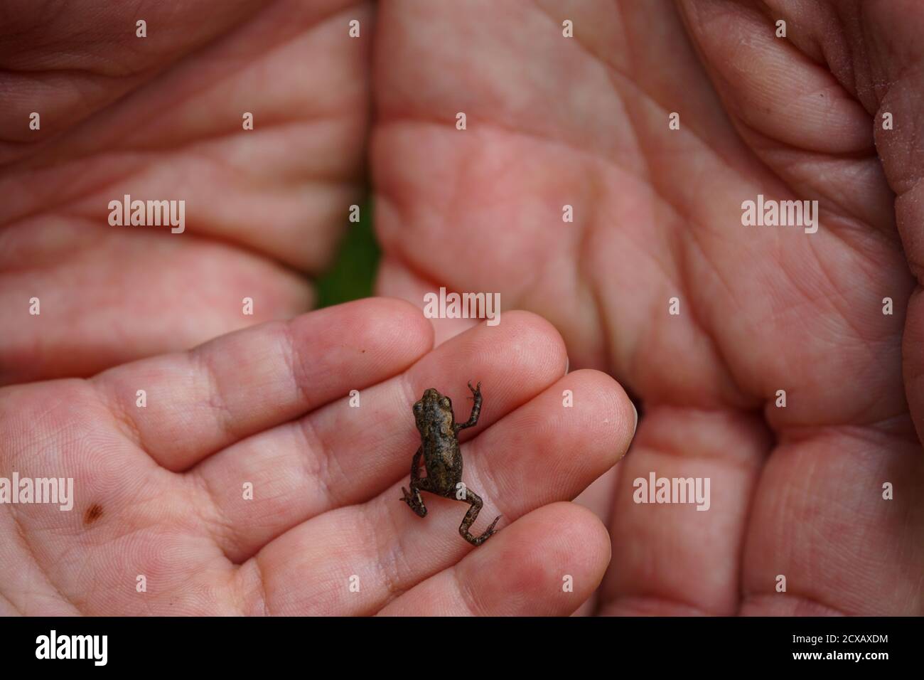 Tiny frog crawling on child's fingers, parent's hands underneath Stock Photo